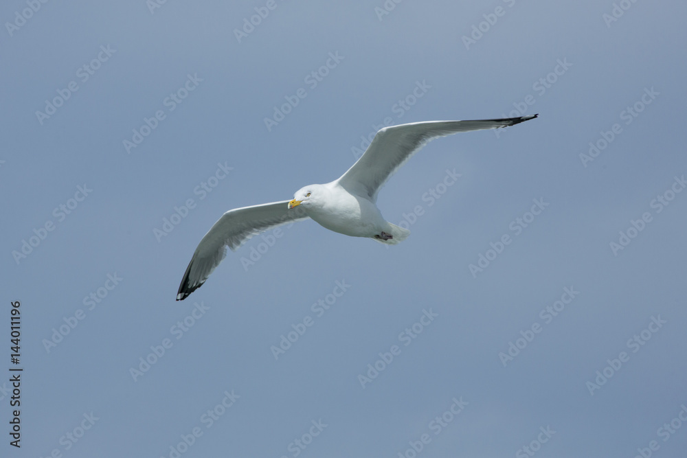Fototapeta premium Adult herring gull soars over mouth of the Delaware River.
