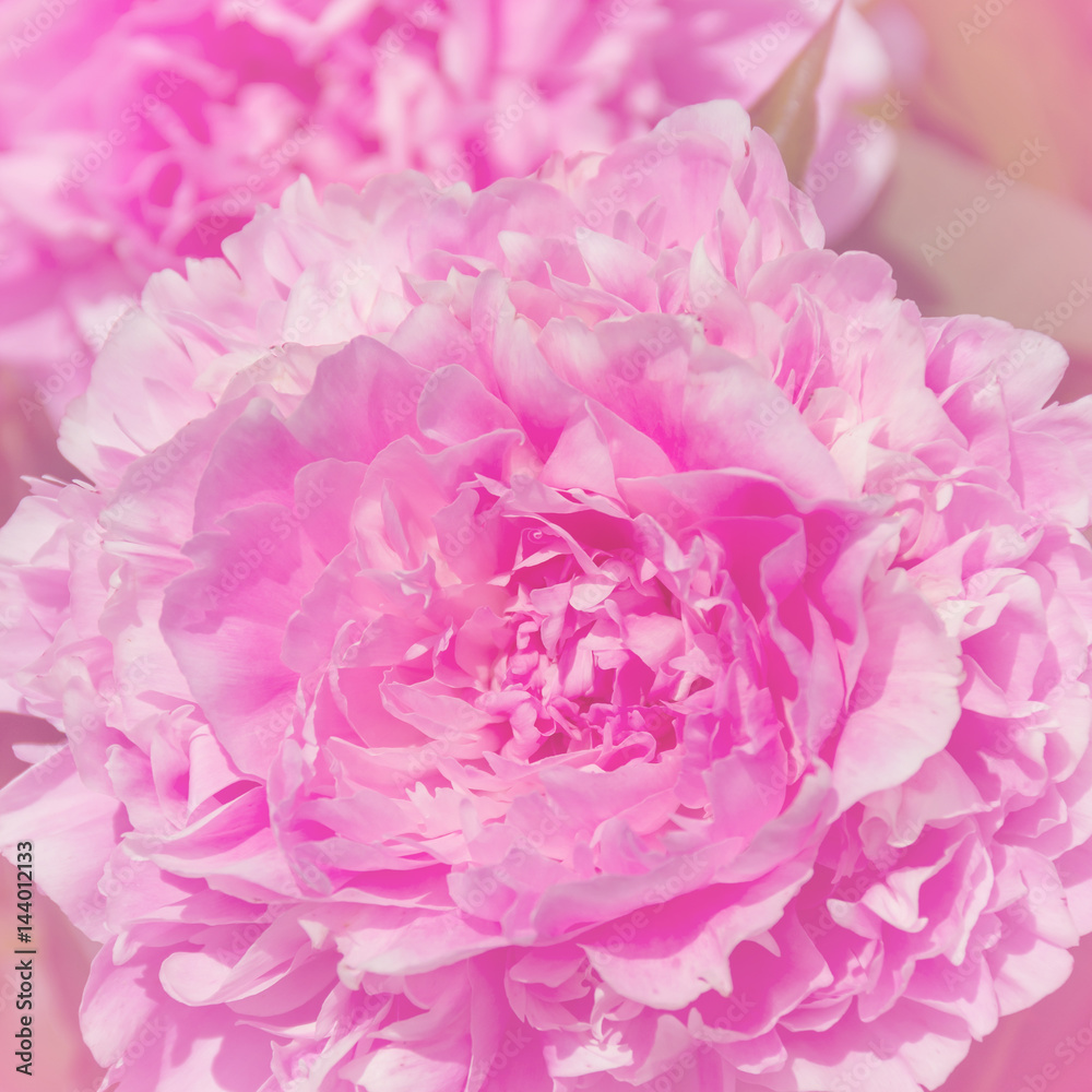 Pink peonies on a bed in the park Pink peonies on a bed in the park