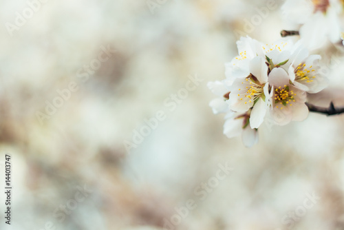 Blurred background with white flowers. Close-up