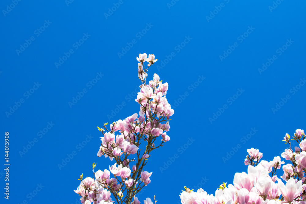 spring season flowers in europe Germany vivd colors spring season flowers in europe Germany vivd colors