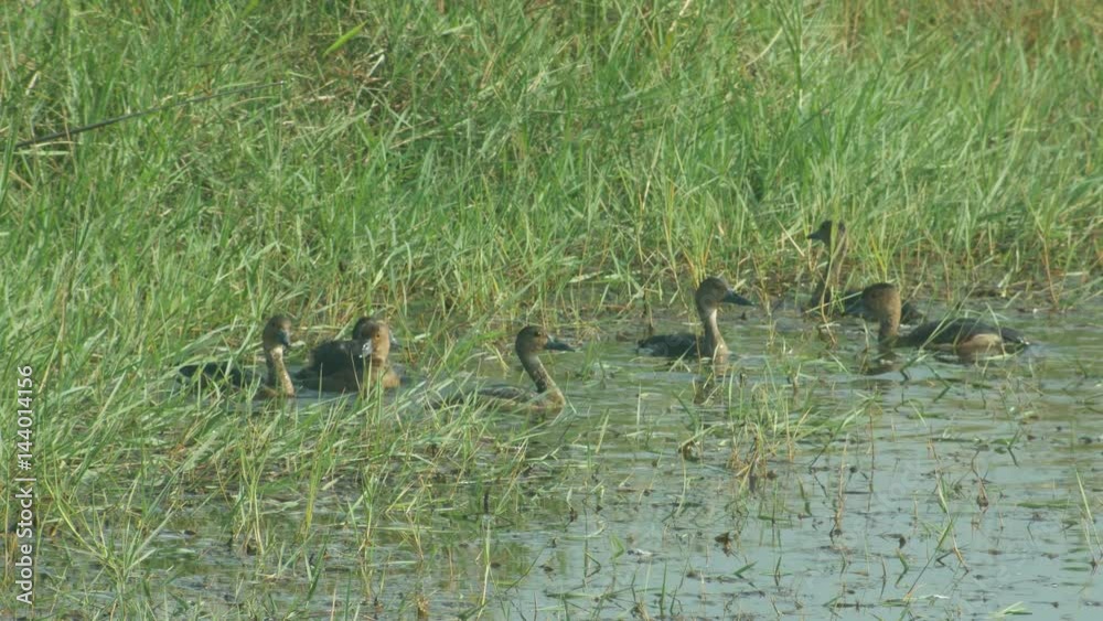 lesser whistling duck is flapping wings and the others diving in a pond lesser whistling duck is flapping wings and the others diving in a pond