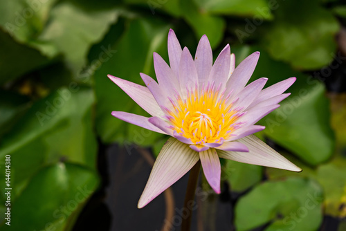 close up of Lotus Flower, selective focus (detailed close-up shot)