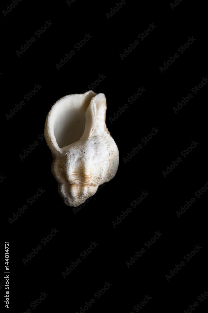 Naklejka premium Empty shell of old snai