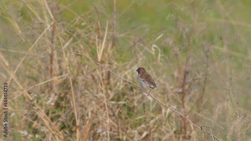 a Scaly-breasted Munia bird is resting on the weed branch alone a Scaly-breasted Munia bird is resting on the weed branch alone