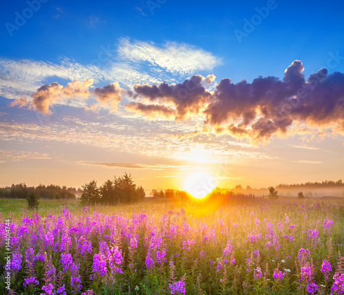 rural panorama landscape with sunrise and blossoming meadow