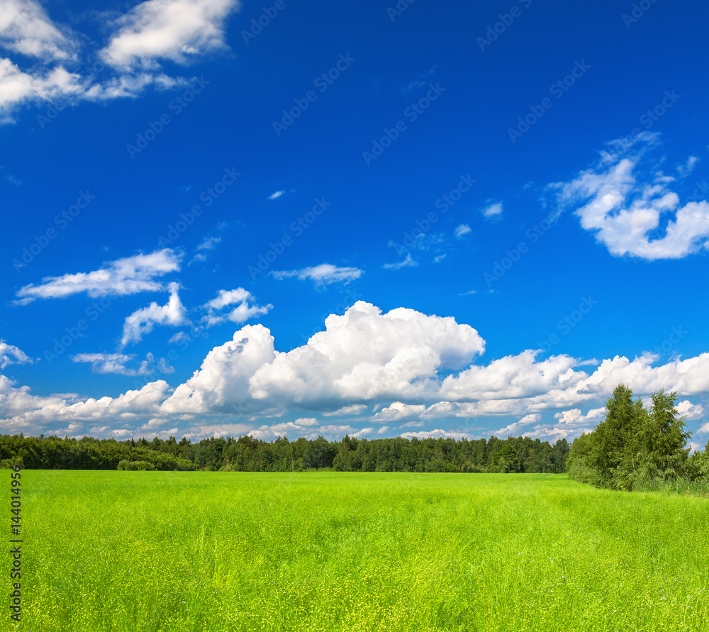Fototapeta premium panorama summer rural landscape