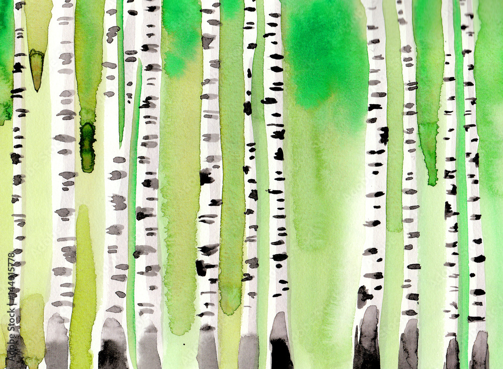 Obraz Zielony brzozowy las