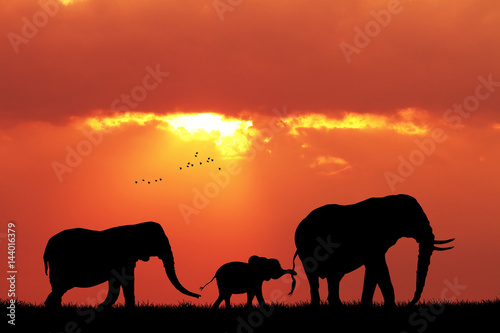 elephants family at sunset