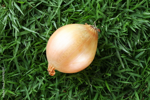 Brown onion on the grass floor.