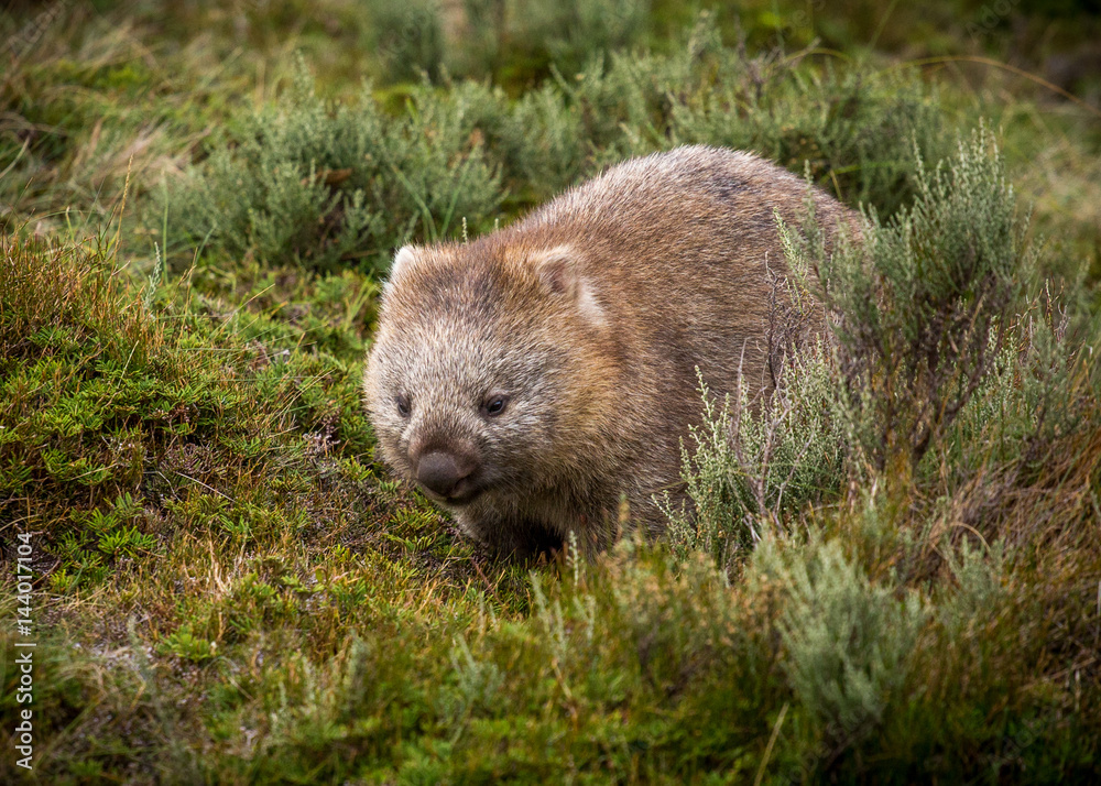 bare nosed wombat