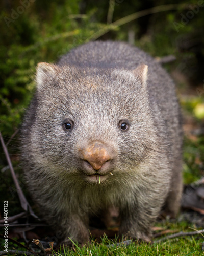 baby bare nosed wombat photo