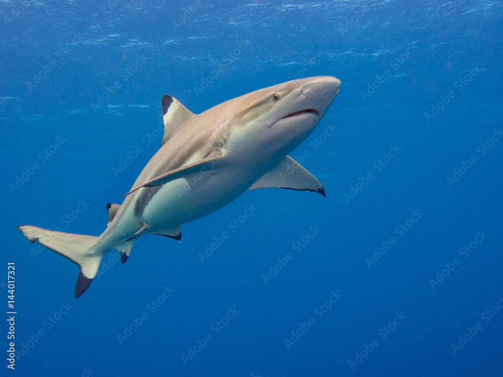 Blacktip Shark patrolling the reef