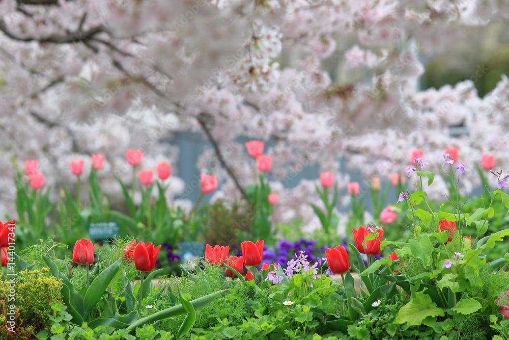 cherry blossoms : Osaka Japan