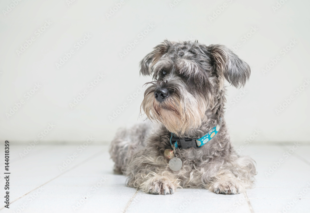 Closeup schnauzer dog looking on blurred tile floor and white cement wall in front of house view background with copy space