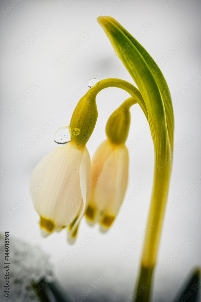 Obraz premium Spring snowflakes flowers - leucojum vernum carpaticum