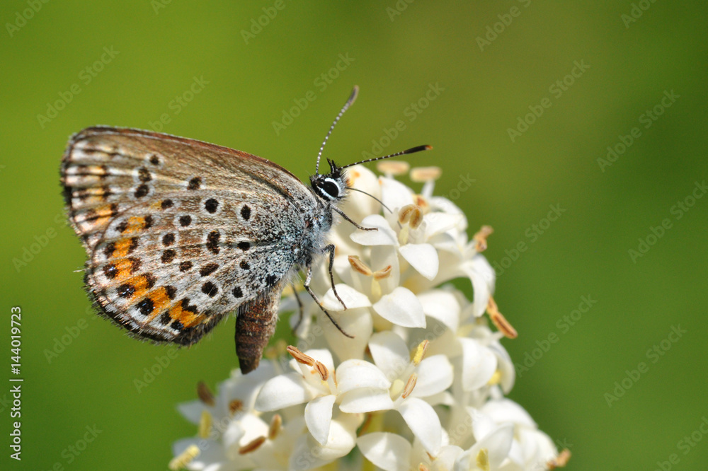 Plebejus argus, Silver Studded Blue butterfly collecting nectar from wild white flower with a green background Plebejus argus, Silver Studded Blue butterfly collecting nectar from wild white flower with a green background