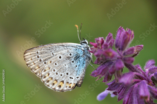 Plebejus argus, Silver Studded Blue butterfly collecting nectar from wild flower with a green background