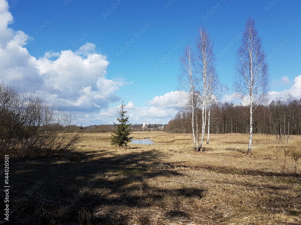 Obraz premium Polana leśna