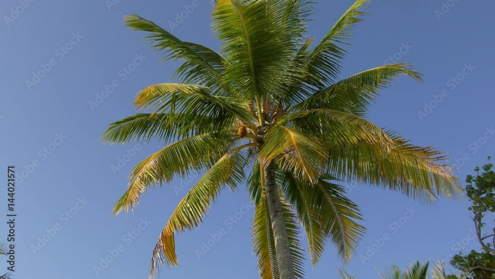Coconut Palm Trees against Blue Sky, Maldives
Coconut Palm Trees against Blue Sky, Maldives