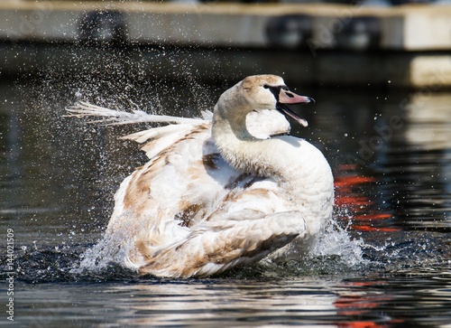 Schwan im Tegeler Hafen in Berlin  photo