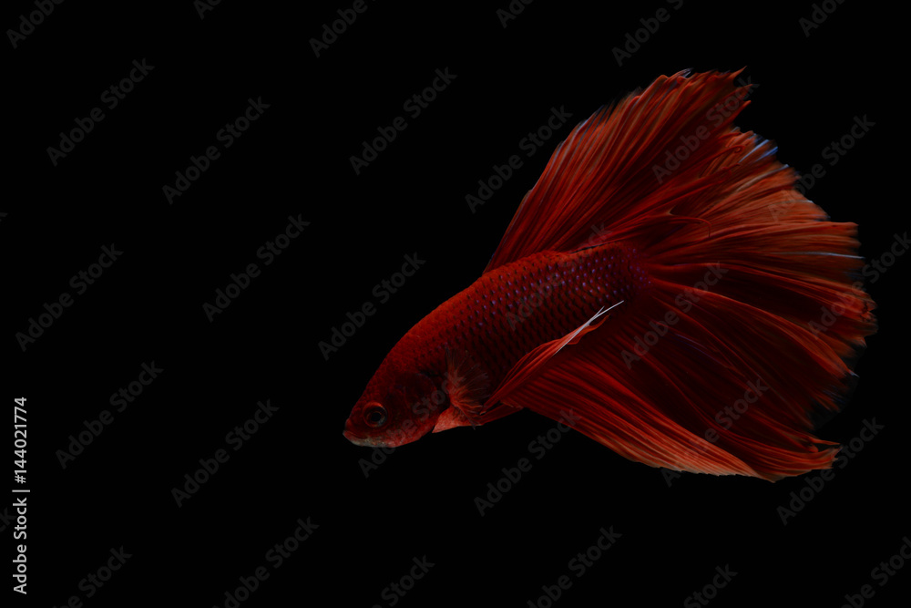 Figthing fish on black background Figthing fish on black background