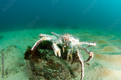 King Crab in the deep sea