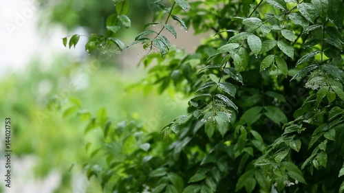 green banyan leaves movement and soaked by wind and rain in tropical rainy season