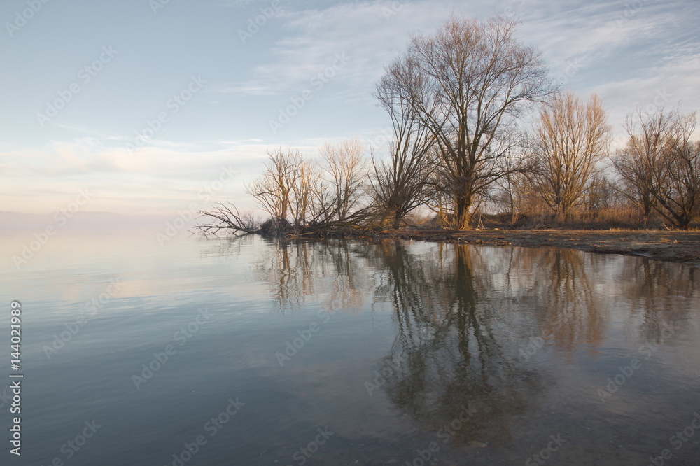 Some trees reflecting on water