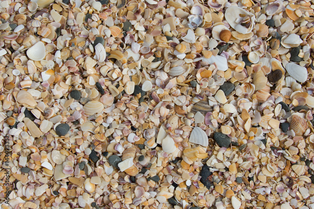 Muscheln Textur Hintergrund Muscheln Textur Hintergrund