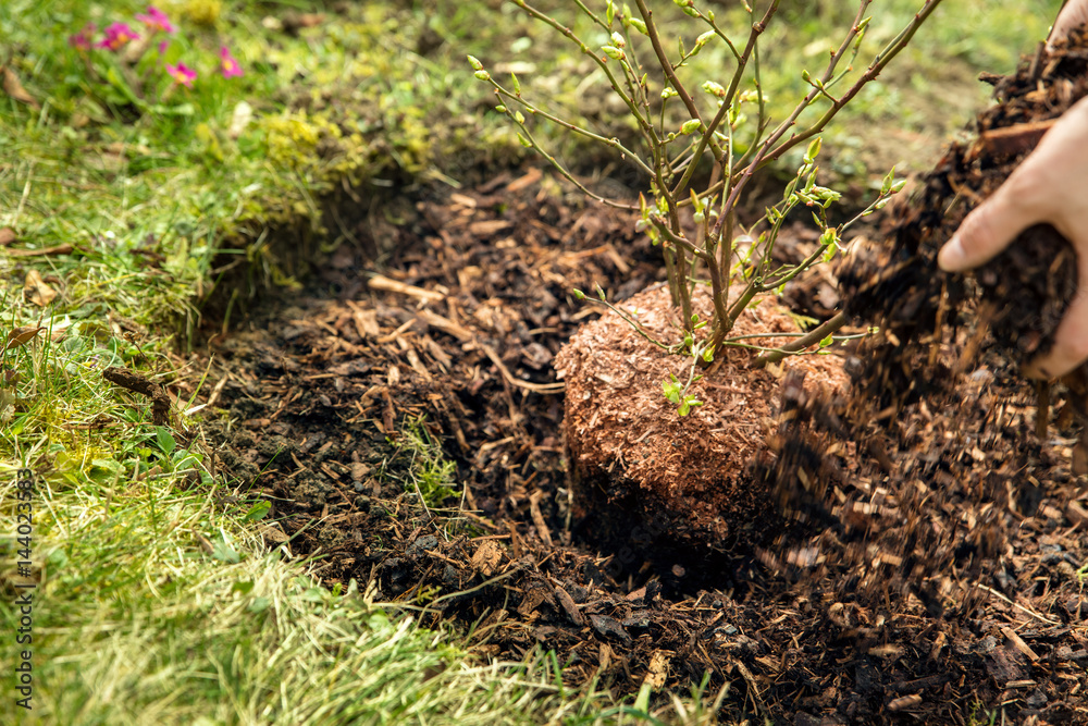 Frau schüttet rindenmulch um einen Strauch, Gartenarbeit StockFoto
