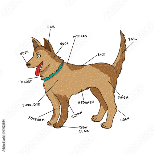 Dog external anatomy. Puppy parts on English