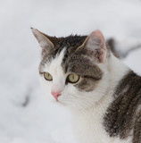 White cat with gray spots on the snow
