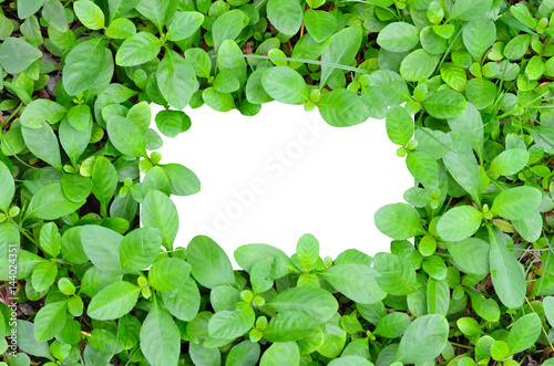 White paper green leaf back...