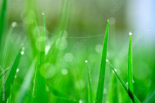 Morning dew on grass tip