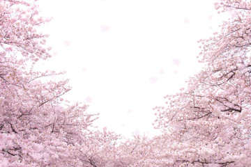 Crédence de cuisine Fleur de cerisier Sakura japonais floraison délicate rose  © naka