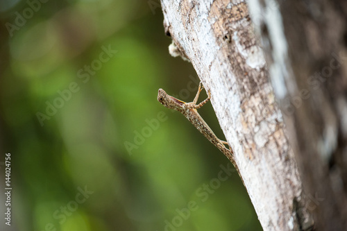 Close up : Draco flying lizard on tree in nature