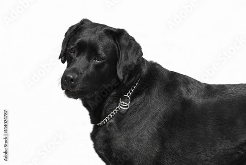 Black lab isolated on white photo