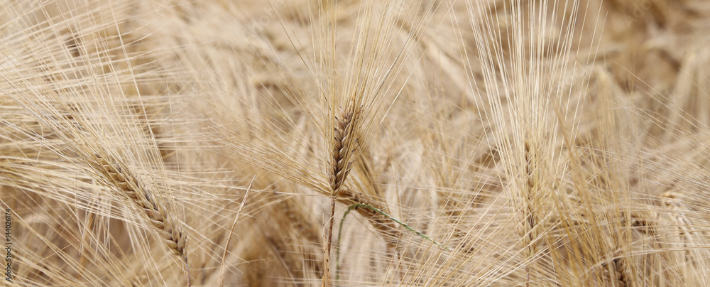 yellow wheat ears in the field cultivated yellow wheat ears in the field cultivated