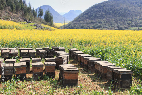 Beehive among rapeseeds flowers fields in Luoping, Yunnan - China photo