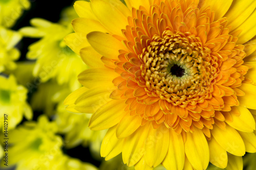 gerbera daisy in the garden