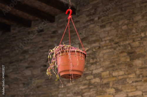 Hanging basket plant