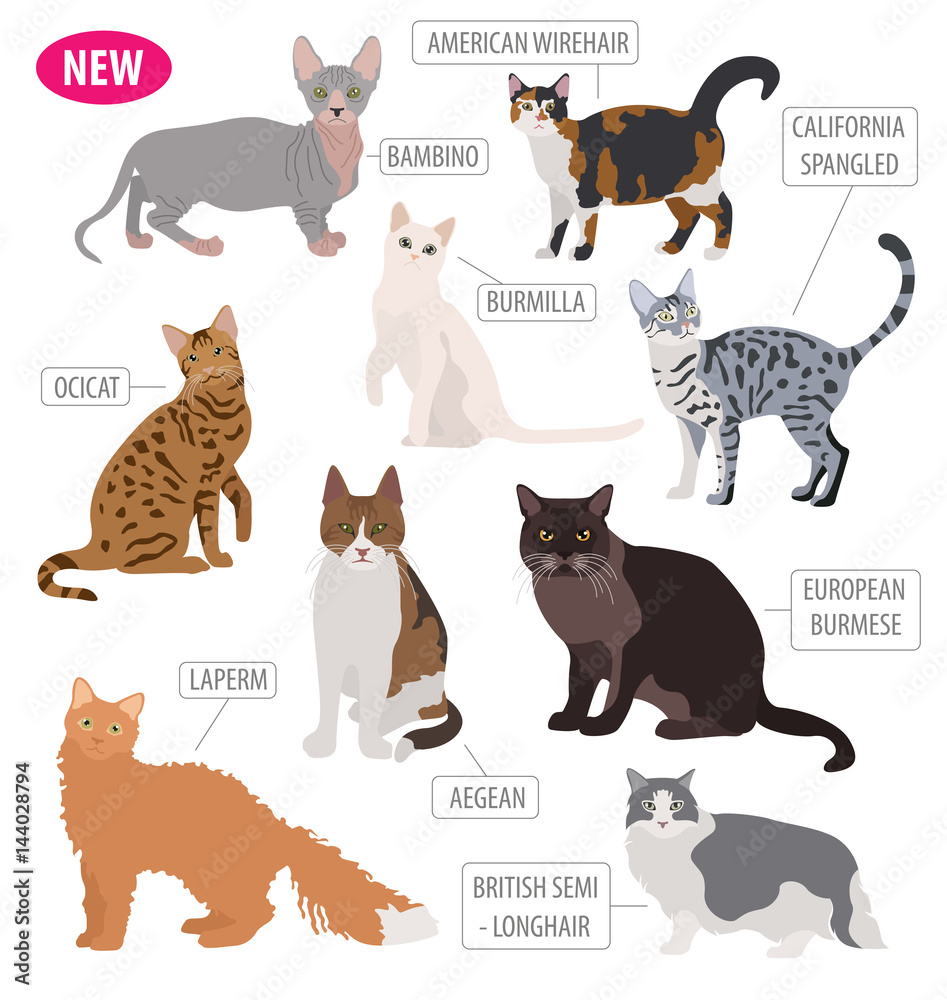 Cat breeds icon set flat style isolated on white. Create own infographic about pets