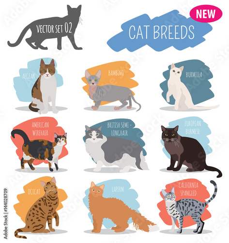 Photos Cat breeds icon set flat style isolated on white