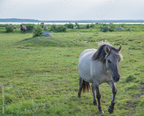horse on green pasture