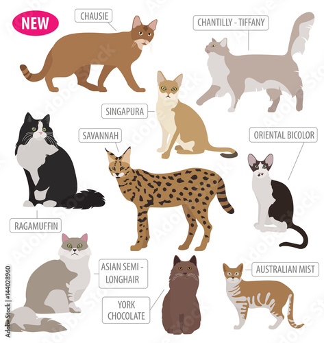 Cat breeds icon set flat style isolated on white. Create own infographic about pets