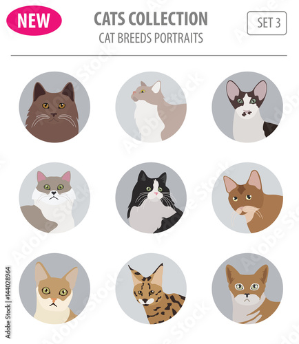 фотографія Cat breeds icon set flat style isolated on white