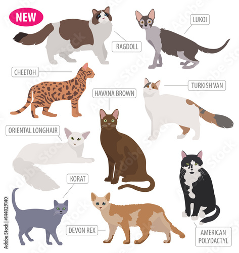 Foto Cat breeds icon set flat style isolated on white