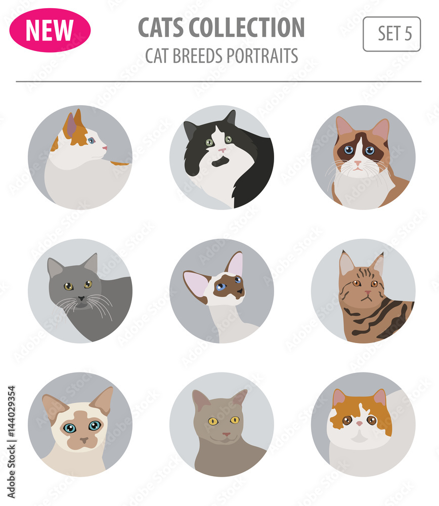Cat breeds icon set flat style isolated on white. Create own infographic about pets Cat breeds icon set flat style isolated on white. Create own infographic about pets