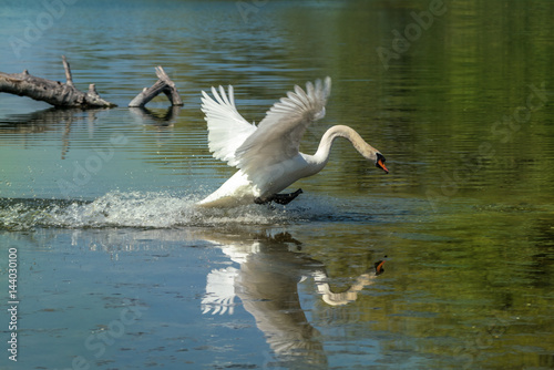 Schwan auf der Flucht