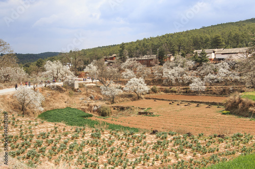 Pear Trees in full bloom near the village on Heqing, Yunnan in China photo